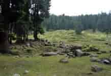 Kashmir, Forests, Bhat Burhan