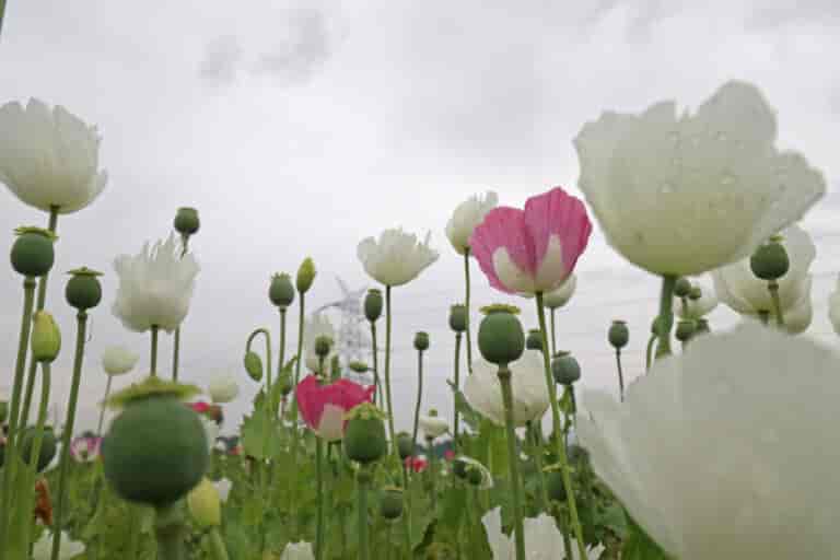 Taliban orders strict ban on drugs, opium poppy cultivation