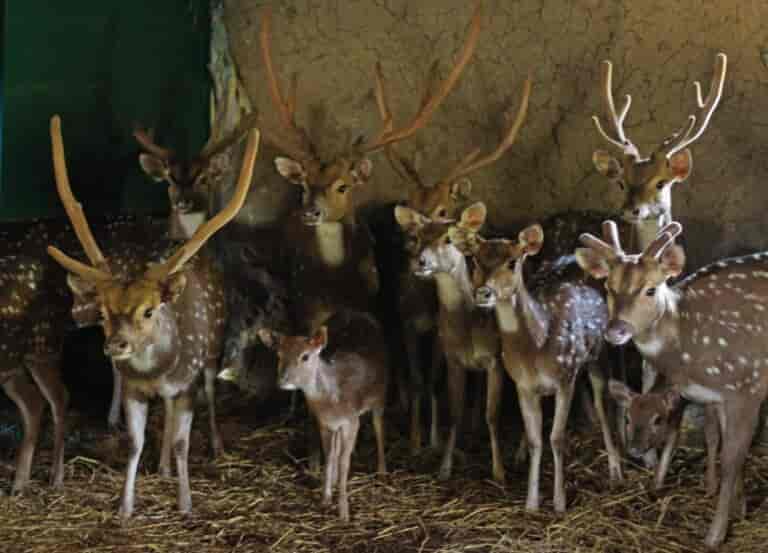 J-K: State animal Hangul falls prey to leopard in Tral