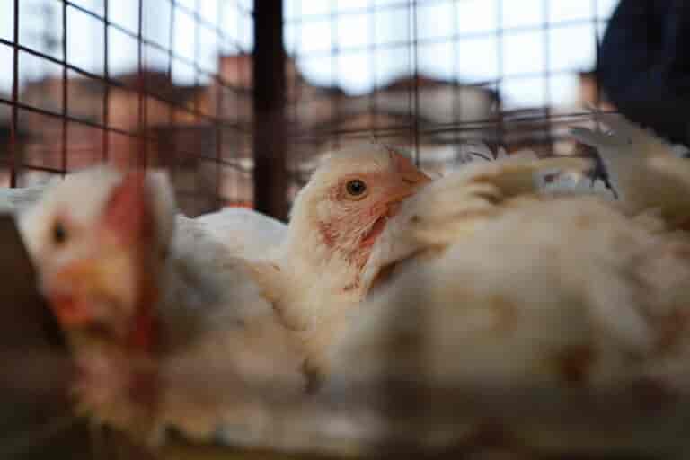 J-K admin lifts poultry ban after GoI’s instruction
