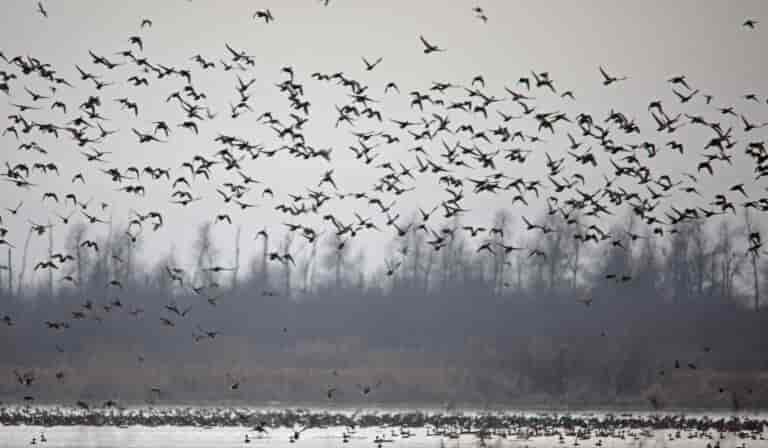 Kashmir wetlands to witness 10 lakh migratory birds this year