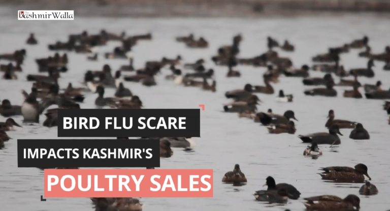 Bird Flu scare