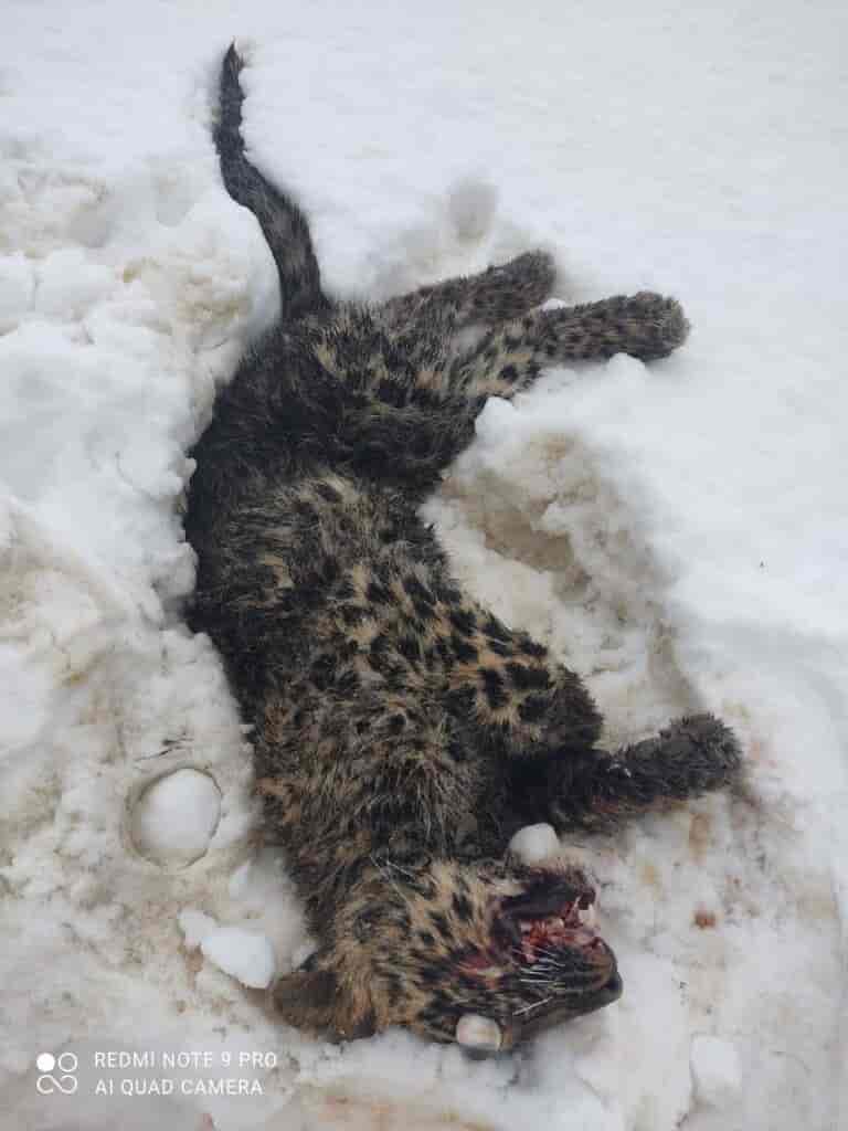 Leopard killed by locals in south Kashmir village