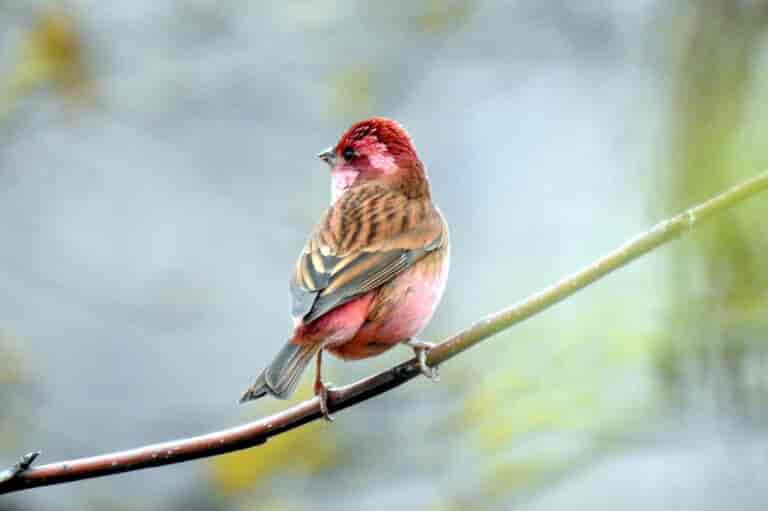The curious world of Kashmir’s birdwatchers