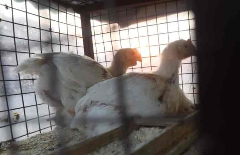 China reports first human case of H3N8 bird flu