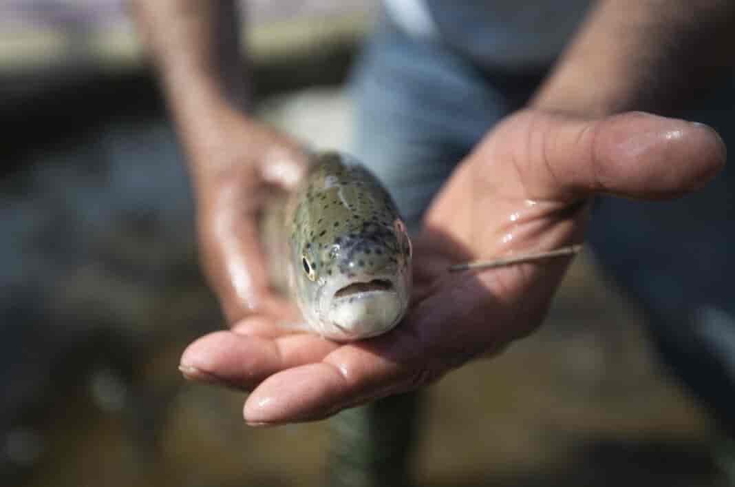 Kashmir trout fishes