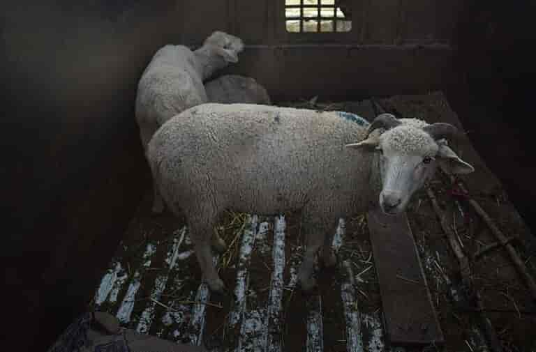 Lightning kills 250 sheep in south Kashmir