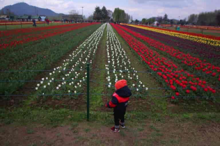 Over 1 lakh tourists visit Tulip Garden in its opening week