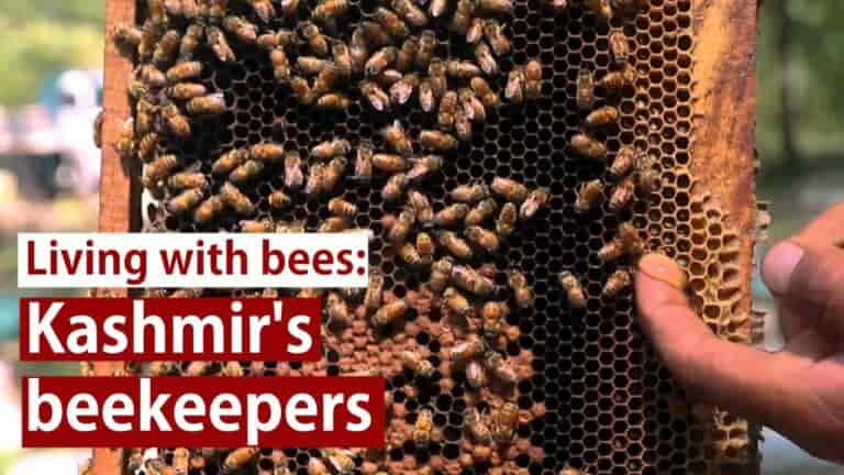 Watch | Living with bees: Kashmir’s beekeepers