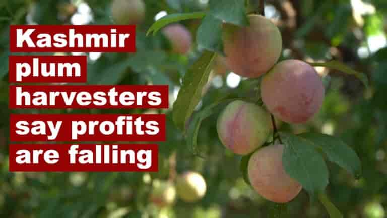 Watch | Kashmir plum harvesters say profits are falling