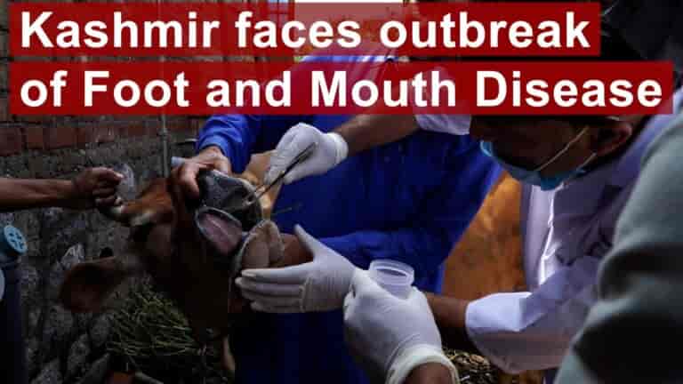 Watch | Kashmir faces outbreak of Foot and Mouth Disease
