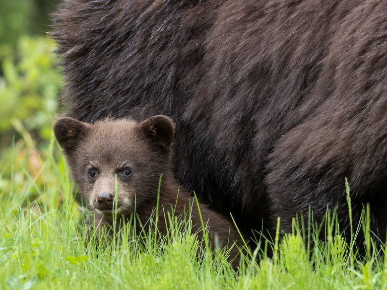 Black bear leaves 50-year-old man injured in Kupwara village