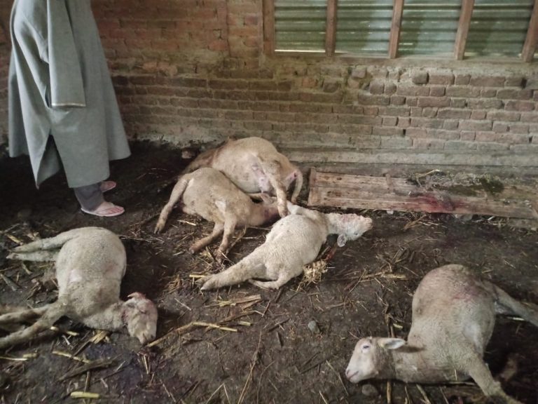 13 sheep killed in leopard attack in north Kashmir’s Kupwara