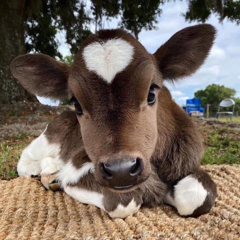 Uttar Pradesh: Man arrested for unnatural sex with cow