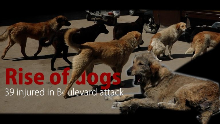 Watch| Rise of dogs: 39 injured in Boulevard attack