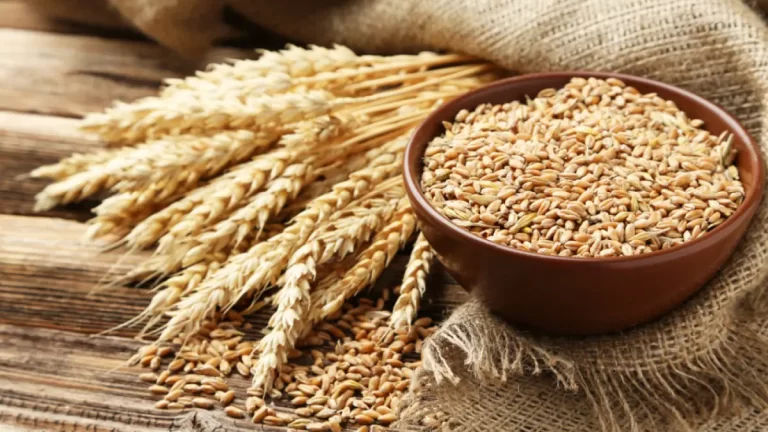 Controlling price: India bans wheat exports