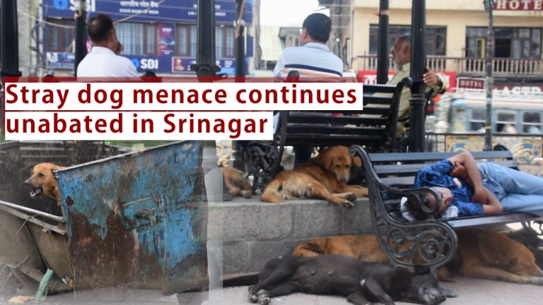 Watch | Stray dog menace continues unabated in Srinagar
