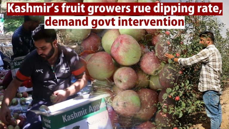 Watch | Kashmir’s fruit growers rue dipping rate, demand govt intervention