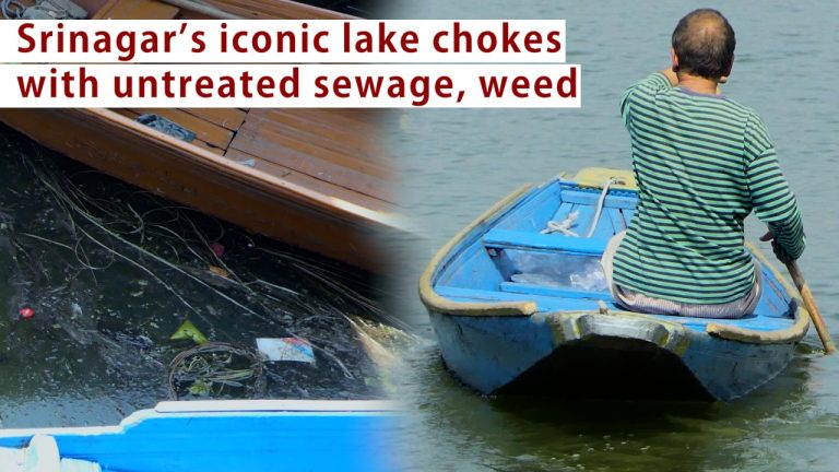 Watch | Srinagar’s iconic lake chokes with untreated sewage, weed