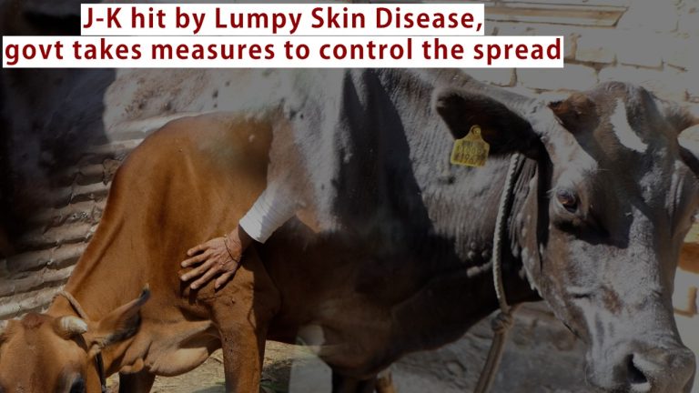 Watch | J-K hit by Lumpy Skin Disease, govt takes measures to control the spread