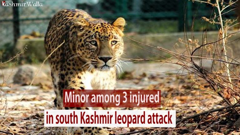 Watch | Minor among 3 injured in south Kashmir leopard attack