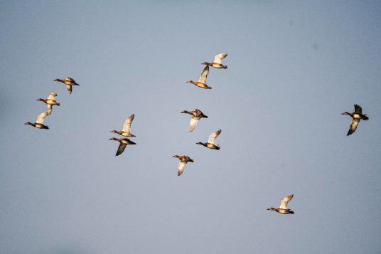 birds