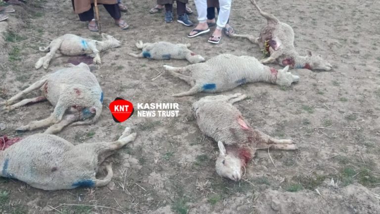 Dogs kill nine sheep in central Kashmir’s Budgam